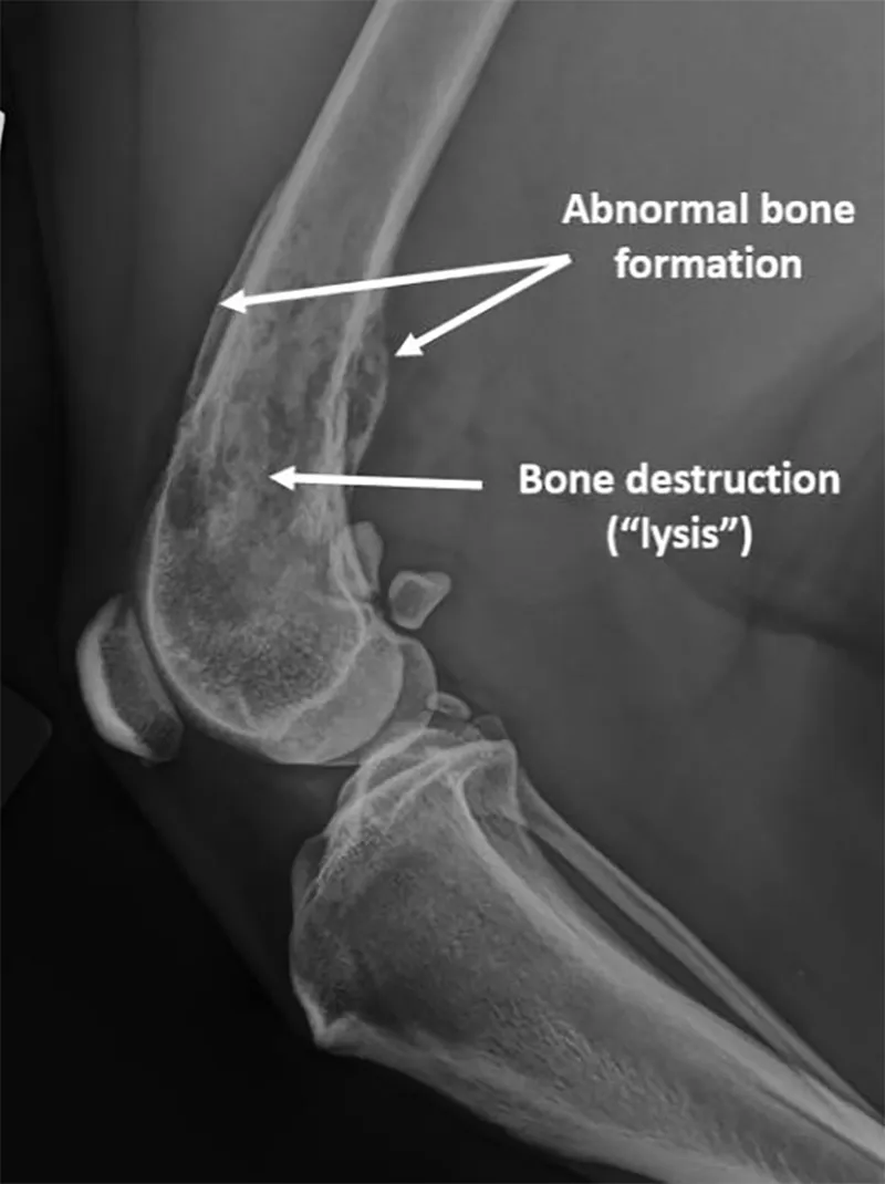 Osteosarcoma X Ray Dog