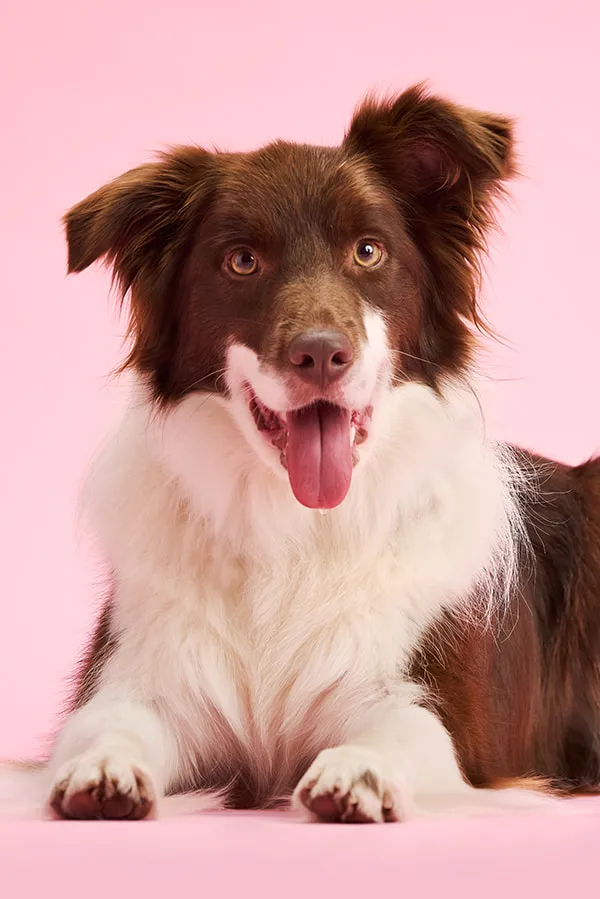 Beautiful Brown White Border Collie Tongue Out Plain Background