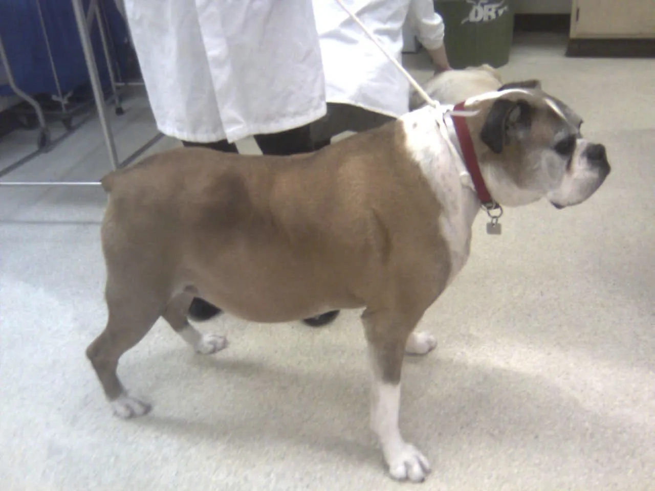 Hyperadrenocorticism (Cushing's Syndrome) | ARC Vets